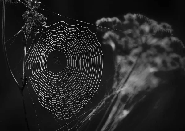 Telaraña Con Gotas Rocío Matutino Blanco Negro —  Fotos de Stock