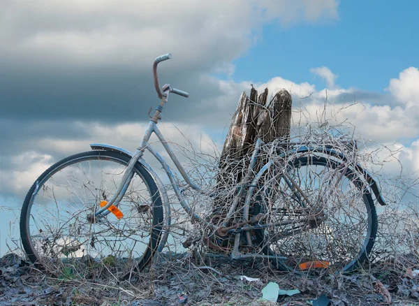 Vintage Bicycle Overgrown Dry Branches Shrub Leaning Stump Dead Tree — Stock Photo, Image