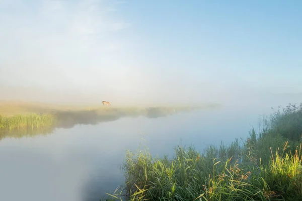 Fundo Com Trigo Campo Centeio Com Ligeiro Efeito — Fotografia de Stock