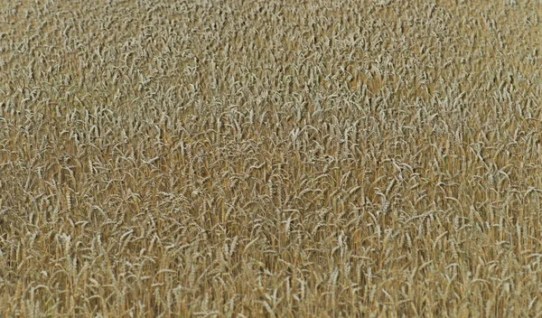 小麦又はライ麦畑の背景にわずかに3D効果があります — ストック写真