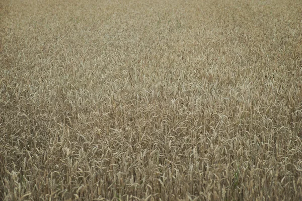 Background Wheat Rye Field Slight Effect — Stock Photo, Image