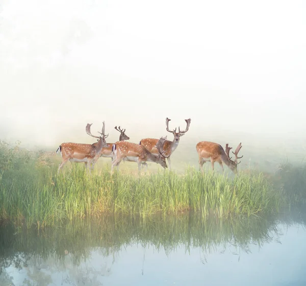 Petit Troupeau Cerfs Mâles Broutant Par Rivière Dans Une Matinée — Photo