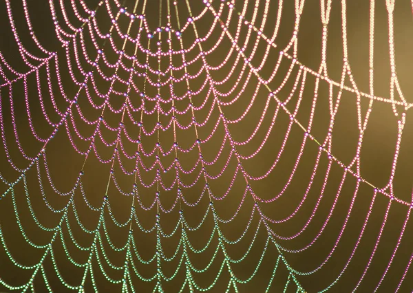 색상의 거미줄을 이슬과 클로즈업 — 스톡 사진