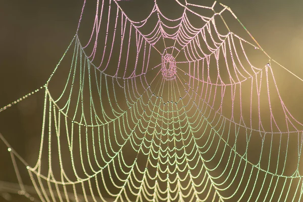 Kleurrijk Spinnenweb Met Ochtenddauw — Stockfoto