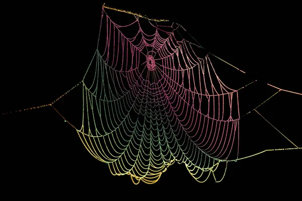 Colorful Cobweb Dew Black Background — Stock Photo, Image