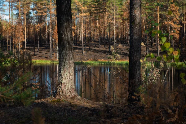 Hermosa Vista Tarn Bosque Después Del Fuego Devastador — Foto de Stock