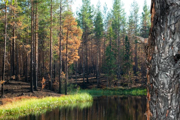 Beautiful View Tarn Forest Devastating Fire Big Burnt Tree Trunk — Stock Photo, Image