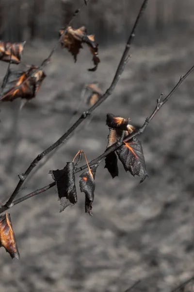 Foglie Nere Bruciate Piccolo Albero Dopo Incendio Boschivo — Foto Stock