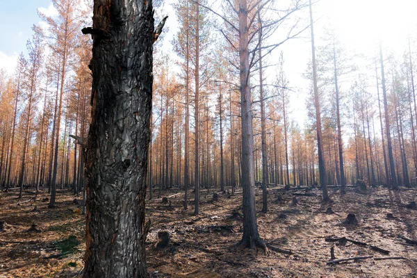 Burnt Trees Devastating Forest Fire — Stock Photo, Image