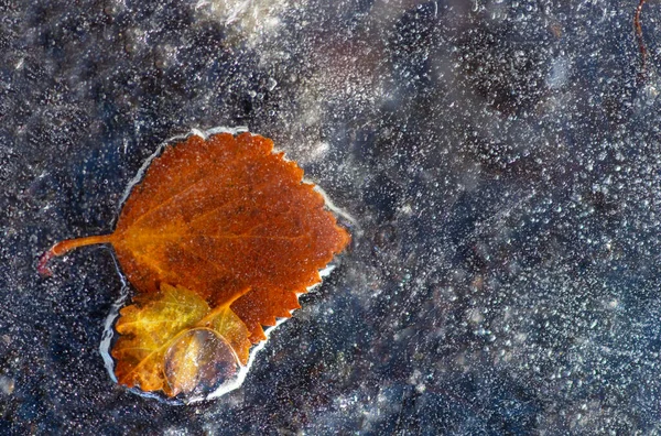 Feuilles Bouleau Gelées Dans Glace Jour Ensoleillé — Photo