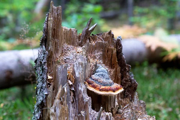 Skandinav Ormanında Çürüyen Ağaç Gövdesine Damlası Damlatan Mantar — Stok fotoğraf