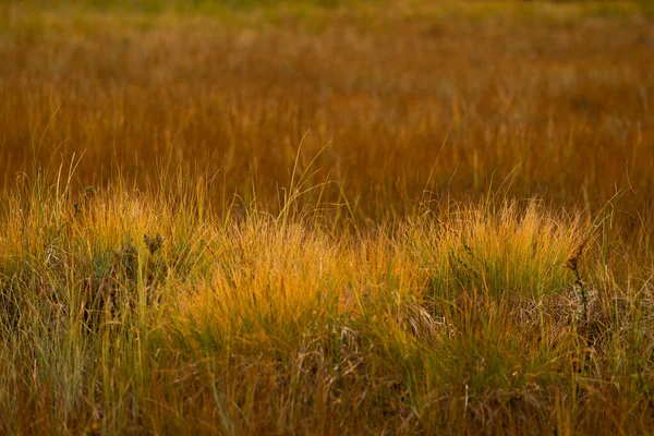 初秋に北欧沼の黄色い草を閉じる — ストック写真