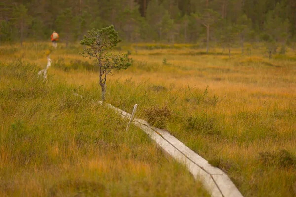 斯堪的纳维亚沼泽地的人行道 背景是穿着红色夹克和背包的人 — 图库照片