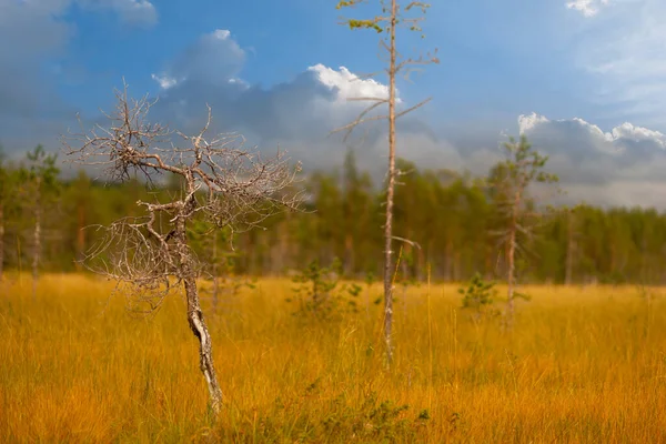 Kleiner Trockener Kiefernbaum Skandinavischen Sumpf — Stockfoto