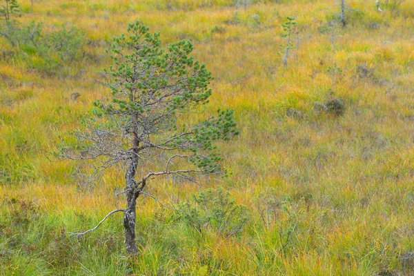 Μικρό Πεύκο Στη Σκανδιναβική Περιοχή Βάλτο — Φωτογραφία Αρχείου