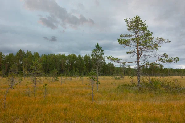 Piccolo Pino Nella Zona Paludosa Scandinava — Foto Stock