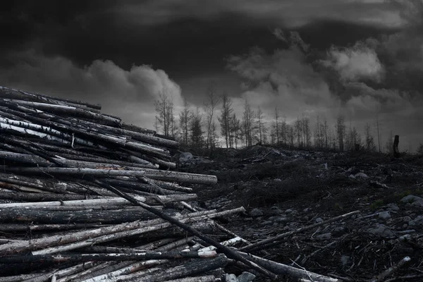 Montón Madera Área Quemada Por Fuego Forestal — Foto de Stock