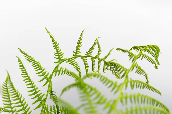 Green Fern Plant Bright Background — Stock Photo, Image