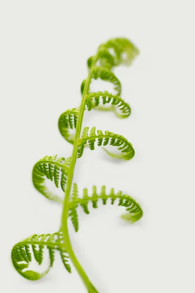 Green Fern Plant Bright Background Slight Effect — Stock Photo, Image