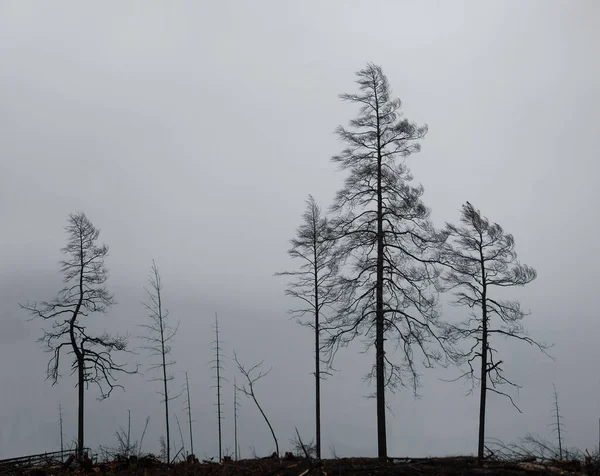 Kasvetli Gri Gökyüzünde Çıplak Ağaçların Siluetleri — Stok fotoğraf