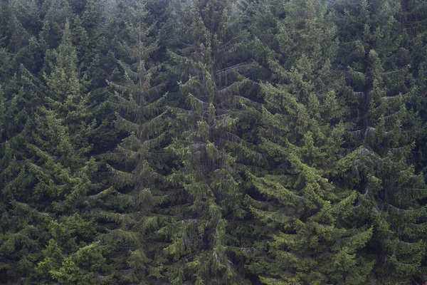 Arrière Plan Avec Une Épaisse Forêt Épinettes — Photo