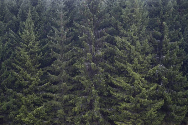 Fondo Con Bosque Espeso Abetos — Foto de Stock