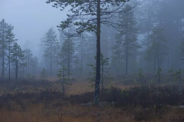Wetland Met Pijnbomen Mistige Regenachtige Avond — Stockfoto