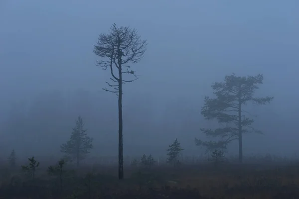 Torrt Dött Träd Skandinaviskt Träsk Dimmig Mörk Regnig Kväll — Stockfoto