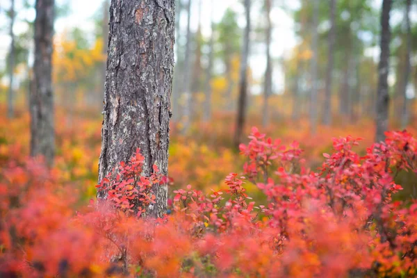 Paesaggio Forestale Autunnale Scandinavo Con Tronco Pino Piante Mirtillo Rosso — Foto Stock