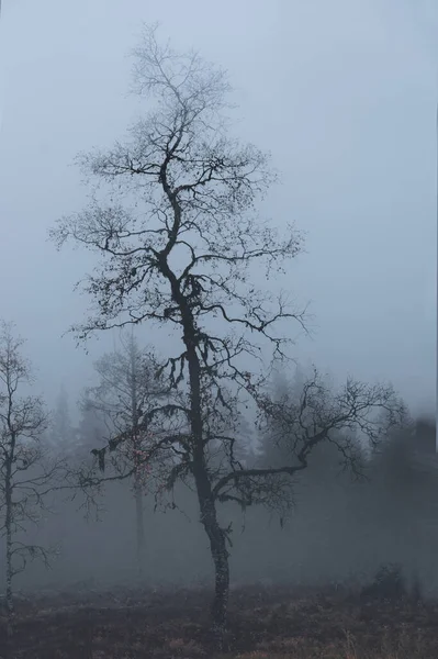 Árbol Abedul Casi Desnudo Con Hongos Bosque Nebulosa Noche Otoño — Foto de Stock