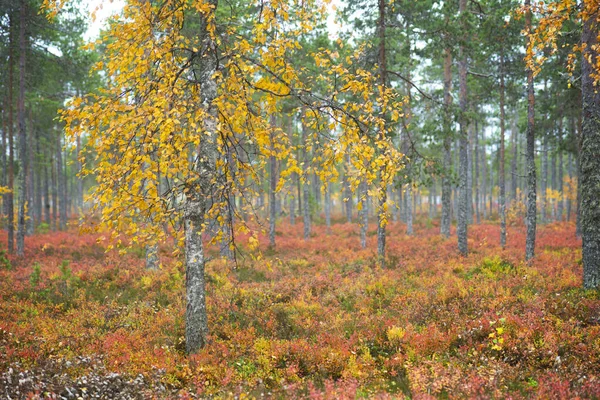 Paesaggio Autunnale Scandinavo Con Betulla Con Foglie Gialle Piante Mirtilli — Foto Stock