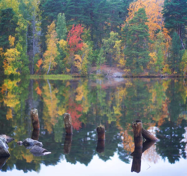Beautiful Autumn Forest Reflected Water Surface Lake Rocks Poles Old — Stock Photo, Image