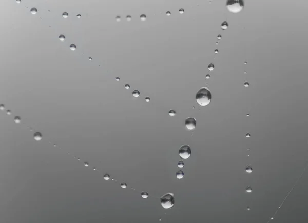 Close Drops Water Cobweb Gray Background — Stock Photo, Image