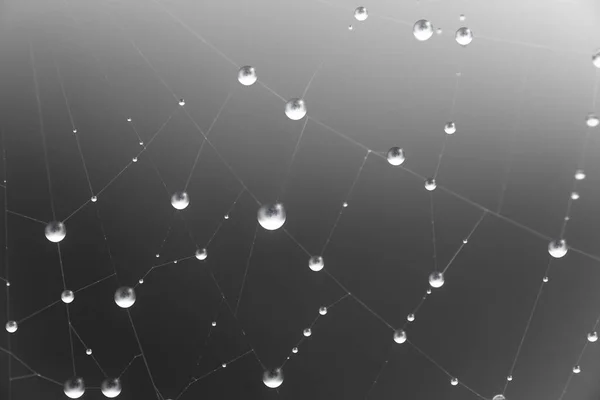 Drops Water Cobweb Gray Background — Stock Photo, Image