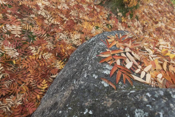 岩の上には秋色のローワンの木の葉があり 背景には芝生が覆われています — ストック写真