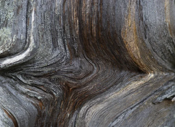 自然界によって形成されたパターンを持つ古代の木のクローズアップの背景 — ストック写真