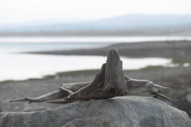Gölün veya okyanusun önündeki kayaların üzerinde sürüklenen dallar
