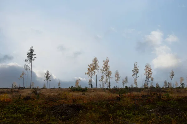 Limpiando Bosque Escandinavo Con Hilera Árboles Colores Otoñales Cielo Azul — Foto de Stock