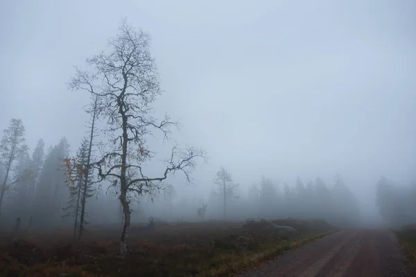 Paesaggio Scandinavo Appannato Nella Foresta Con Strada Campagna Betulla Quasi — Foto Stock
