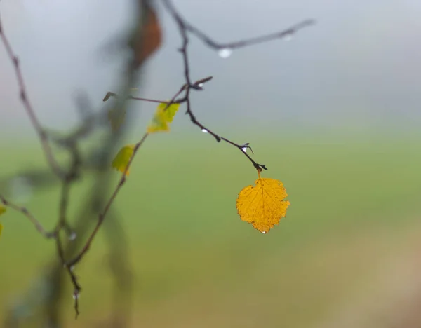 水の滴と枝に白樺の木の黄色の葉 滑らかな緑の背景 — ストック写真