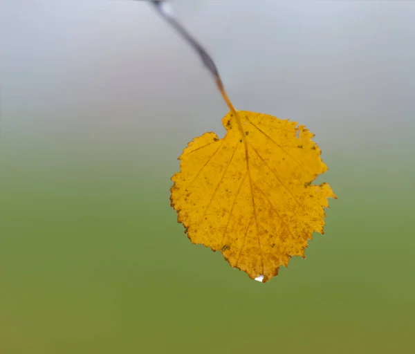 Žlutý List Břízy Podzim Hladkém Zeleném Pozadí — Stock fotografie