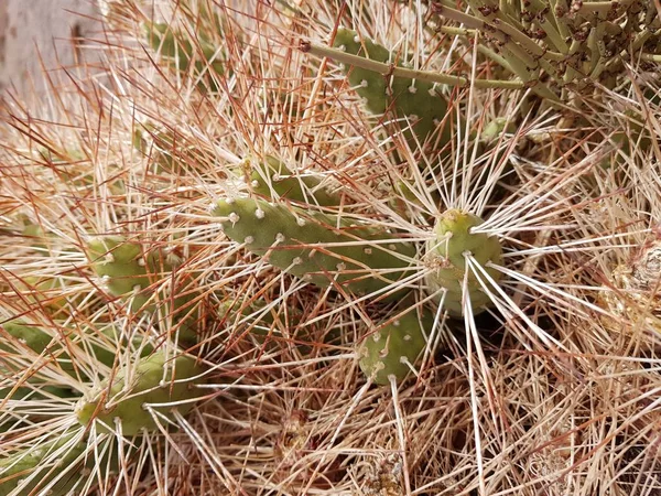 Valle del Arcoiris'deki çöl bitkisi, San Pedro Atacama Çölü, Şili