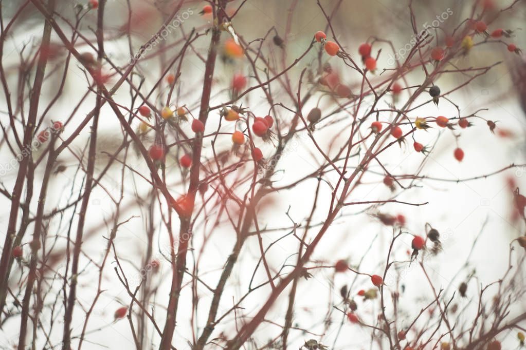 Rosehip bush in winter, blurred for background