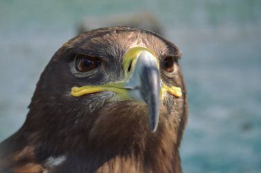 Şahin kartal için benzer de yırtıcı kuşlar. Ama şahinler daha küçük bir çengel Gaga yoktur. yüksek ve çok iyi görme yeteneği closeup var