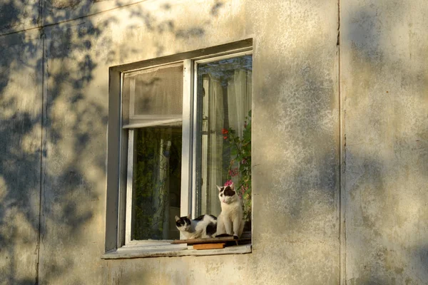 Par Gatos Sentados Janela — Fotografia de Stock