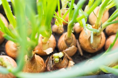 Ev yeşil soğan Fidan ekimi