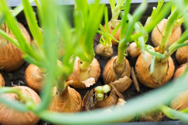 Ev yeşil soğan Fidan ekimi
