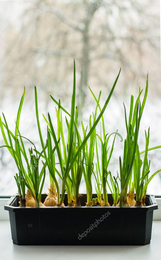 Cultivation of green onions seedlings in home