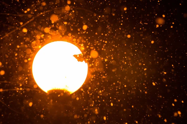 Streetlight Winter Close Mooie Sneeuwval Achtergrond — Stockfoto