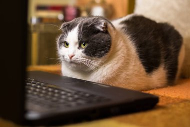 Laptop önünde oturan kedi